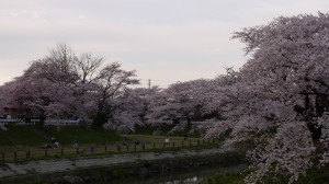 2010年4月29日に撮影した近所の桜並木です