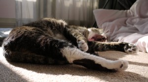 ウチのネコが寝転びながらあくびをしている写真